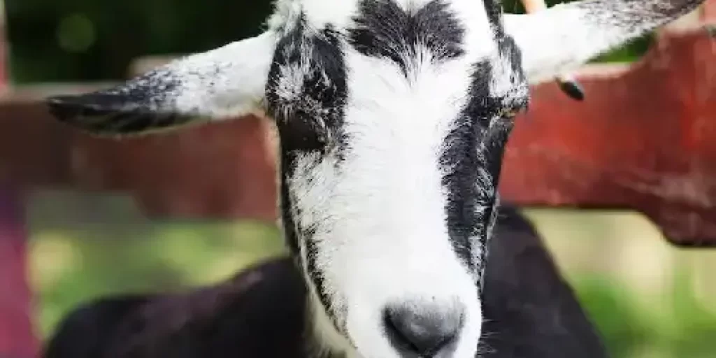 CHINA SUCCESSFULLY CLONES TIBETIAN GOATS